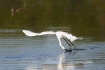 Egret;Egretta-thula;Flying-Bird;Forage;Snowy-Egret;action;active;aerodynamic;beh